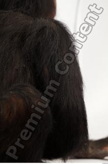 Chimpanzee - Pan troglodytes 0049